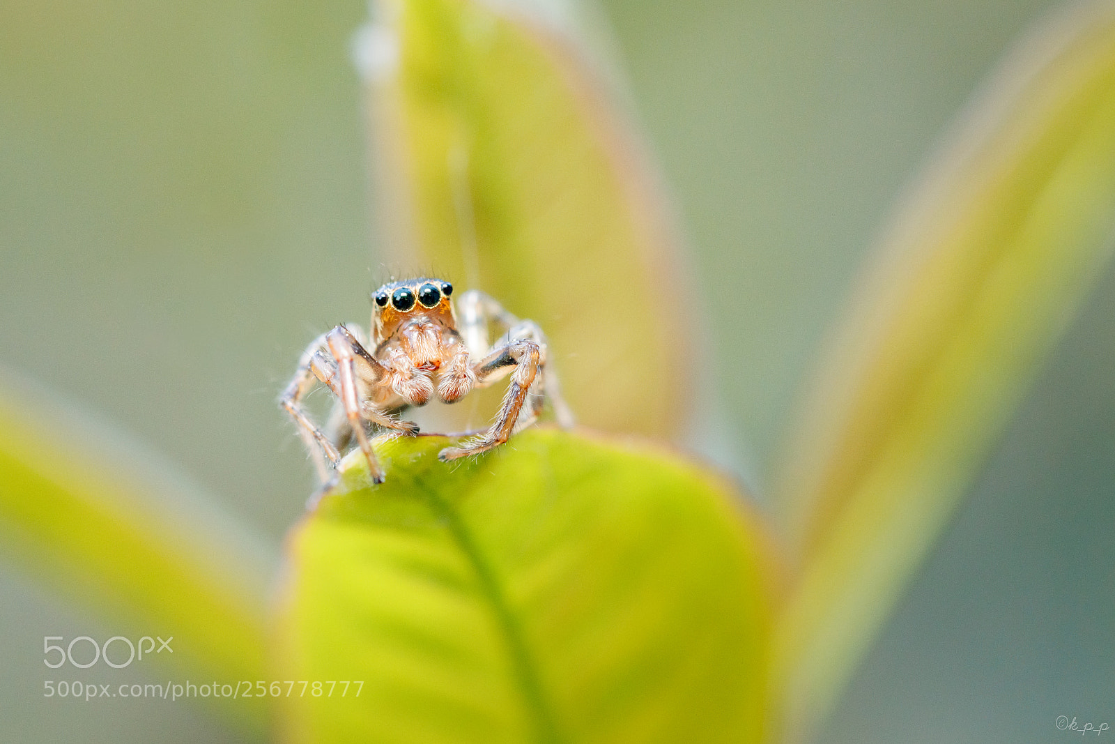 Canon EOS 80D sample photo. Jumping spider photography