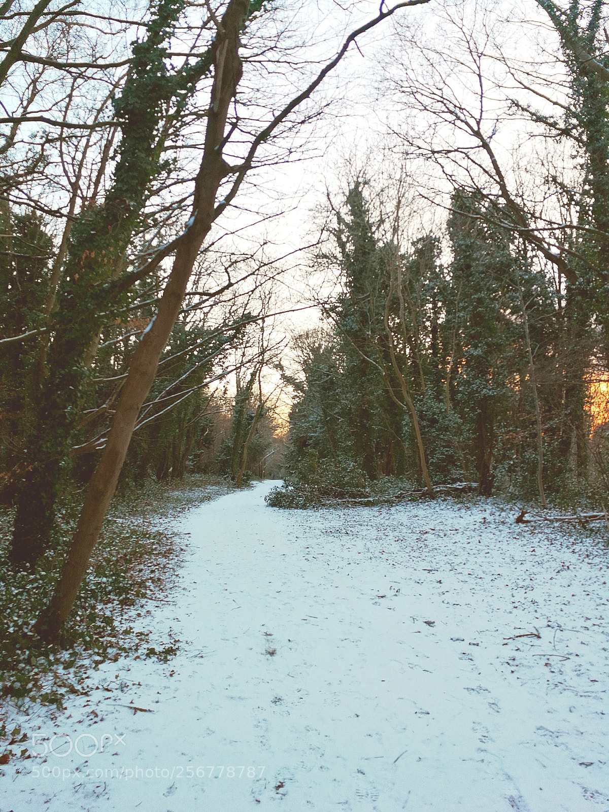 HUAWEI P10 sample photo. Snowy walks photography
