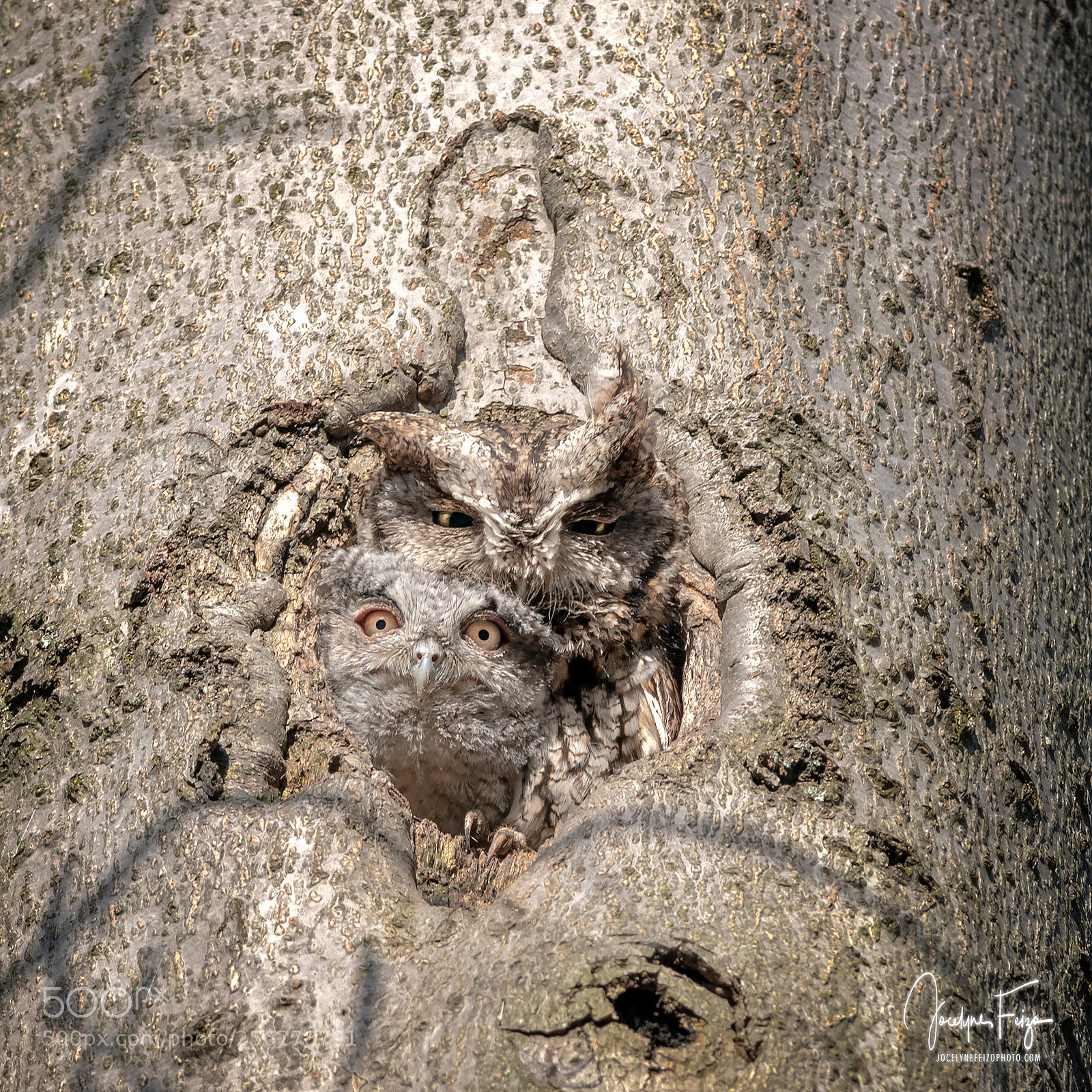 Nikon D750 sample photo. Eastern screech-owl photography