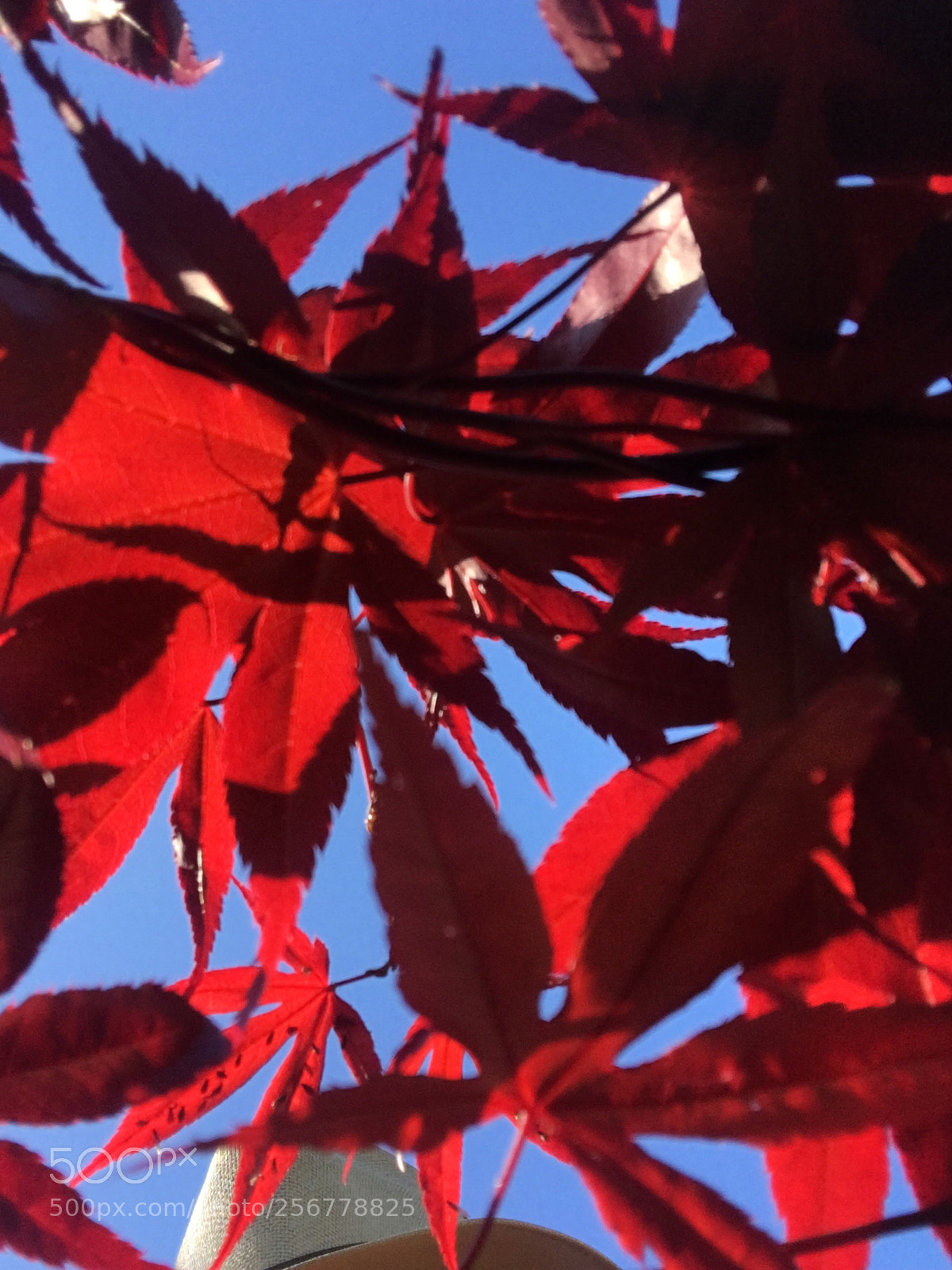 Apple iPhone 6s sample photo. Acer in the sunshine  photography