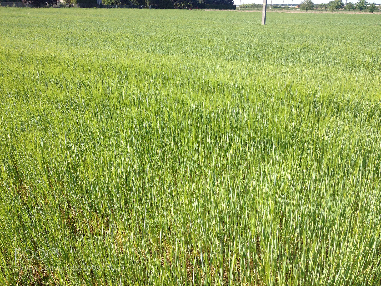 Apple iPhone 4S sample photo. Debica nature photography