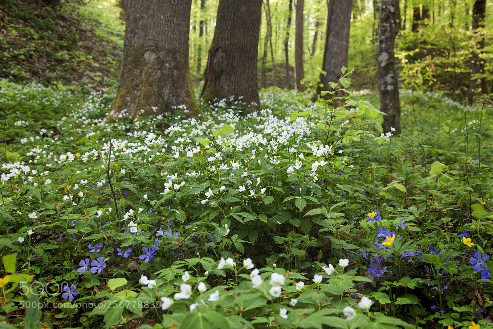 Canon EOS 5D Mark II sample photo. Spring forest photography