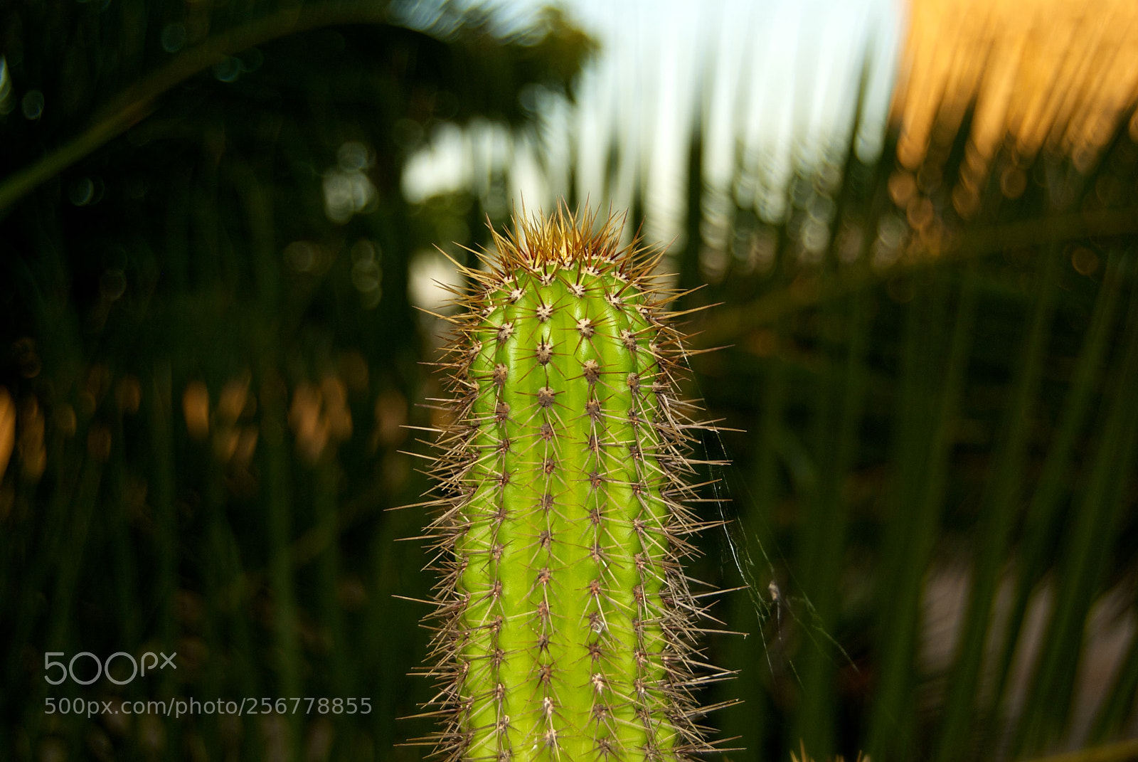 Nikon D60 sample photo. Version photography
