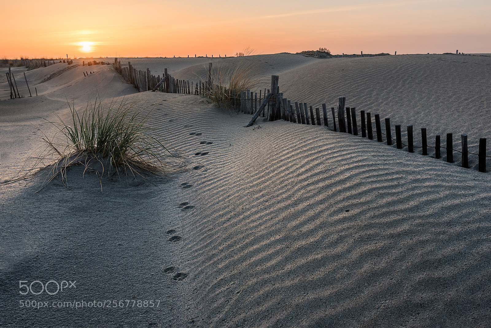 Nikon D750 sample photo. Camargue photography