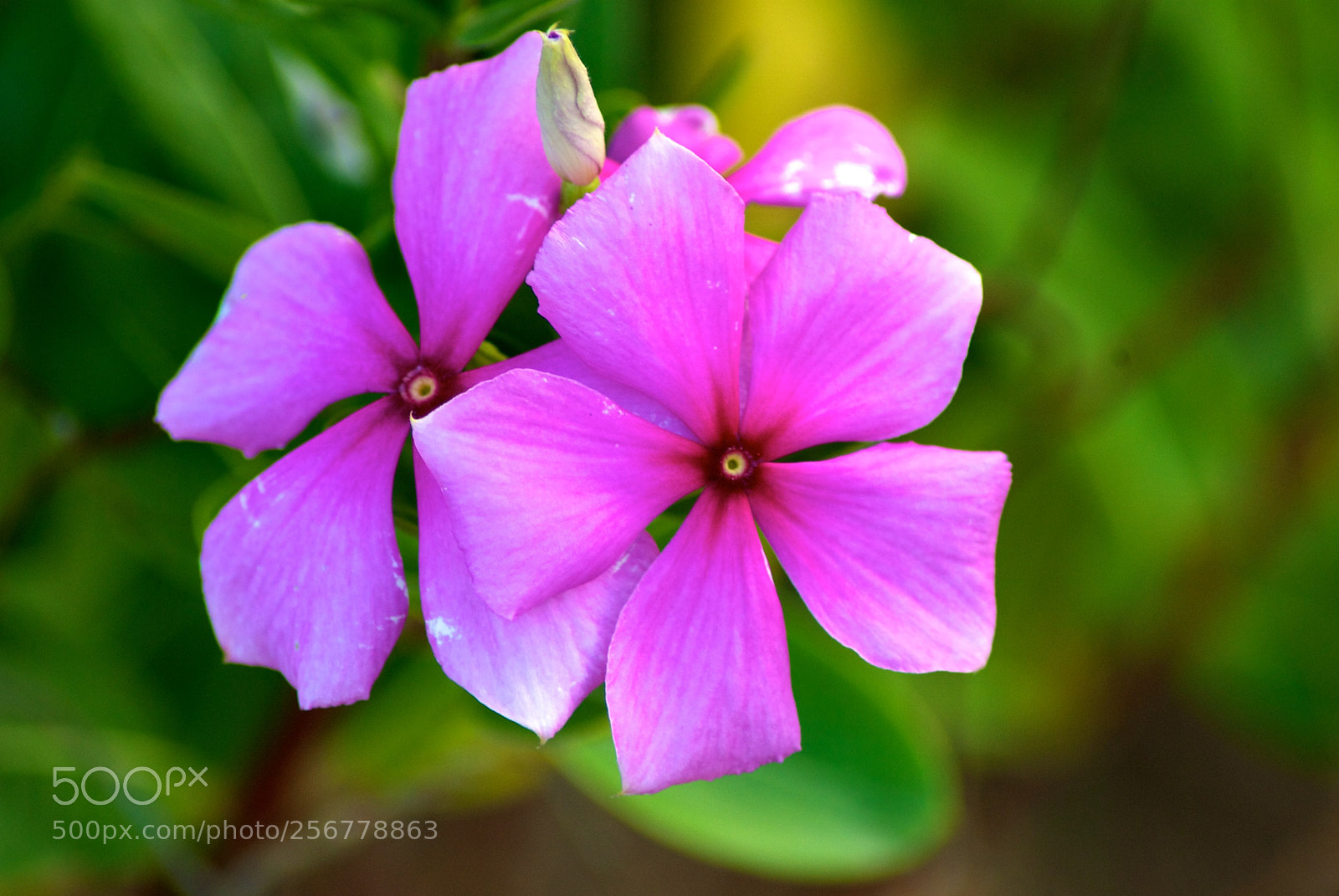 Nikon D60 sample photo. Version photography