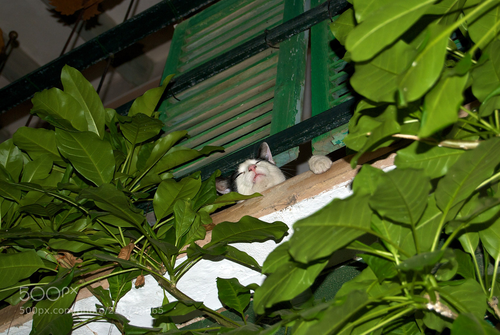 Nikon D60 sample photo. Version photography