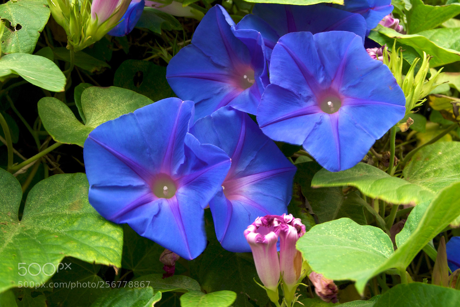 Nikon D60 sample photo. Version photography