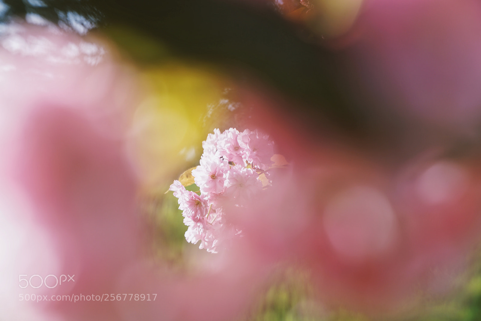 Sony a7R II sample photo. Sakura in seattle. photography