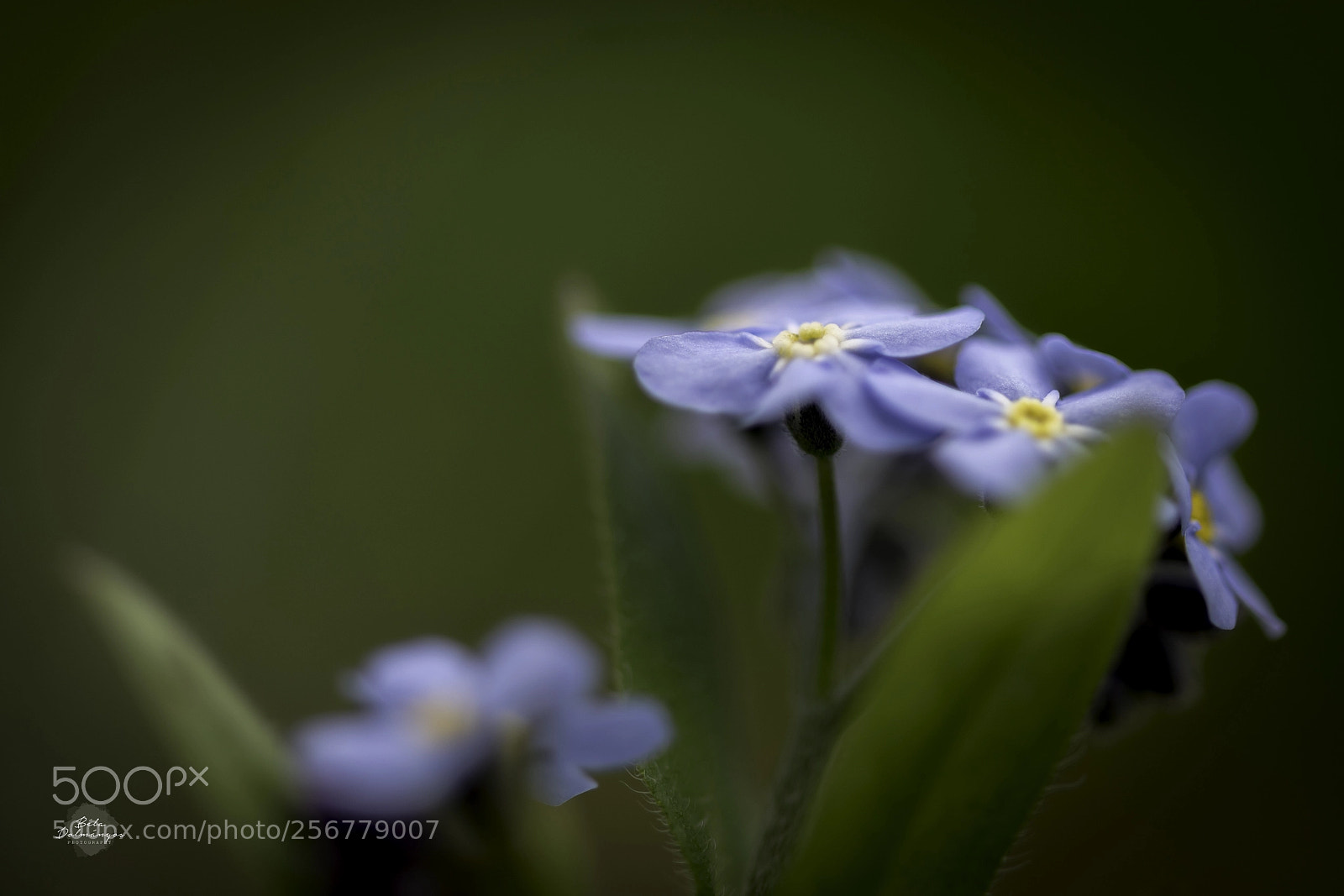 Nikon D810 sample photo. Forget-me-not photography
