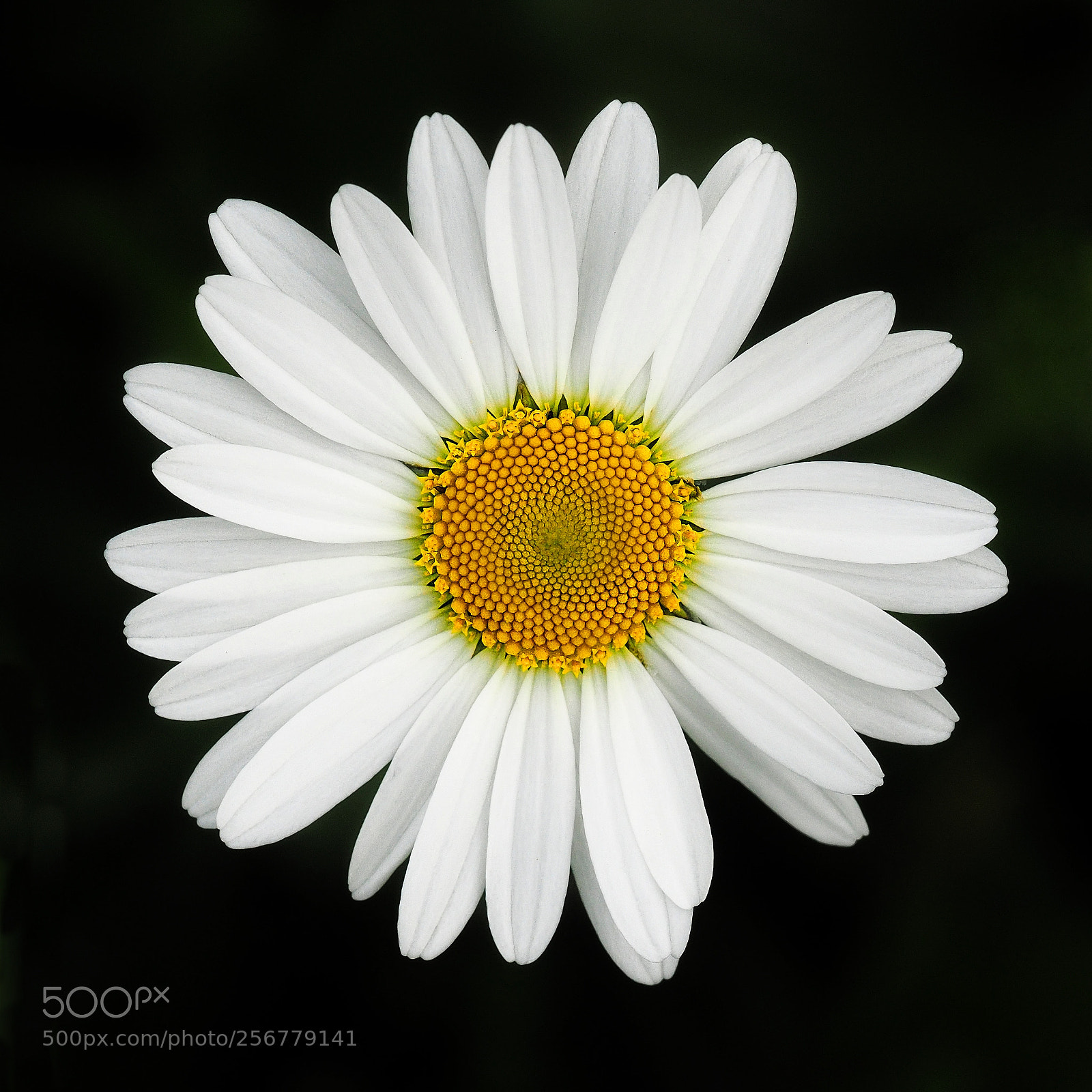 Olympus OM-D E-M1 sample photo. White flower photography