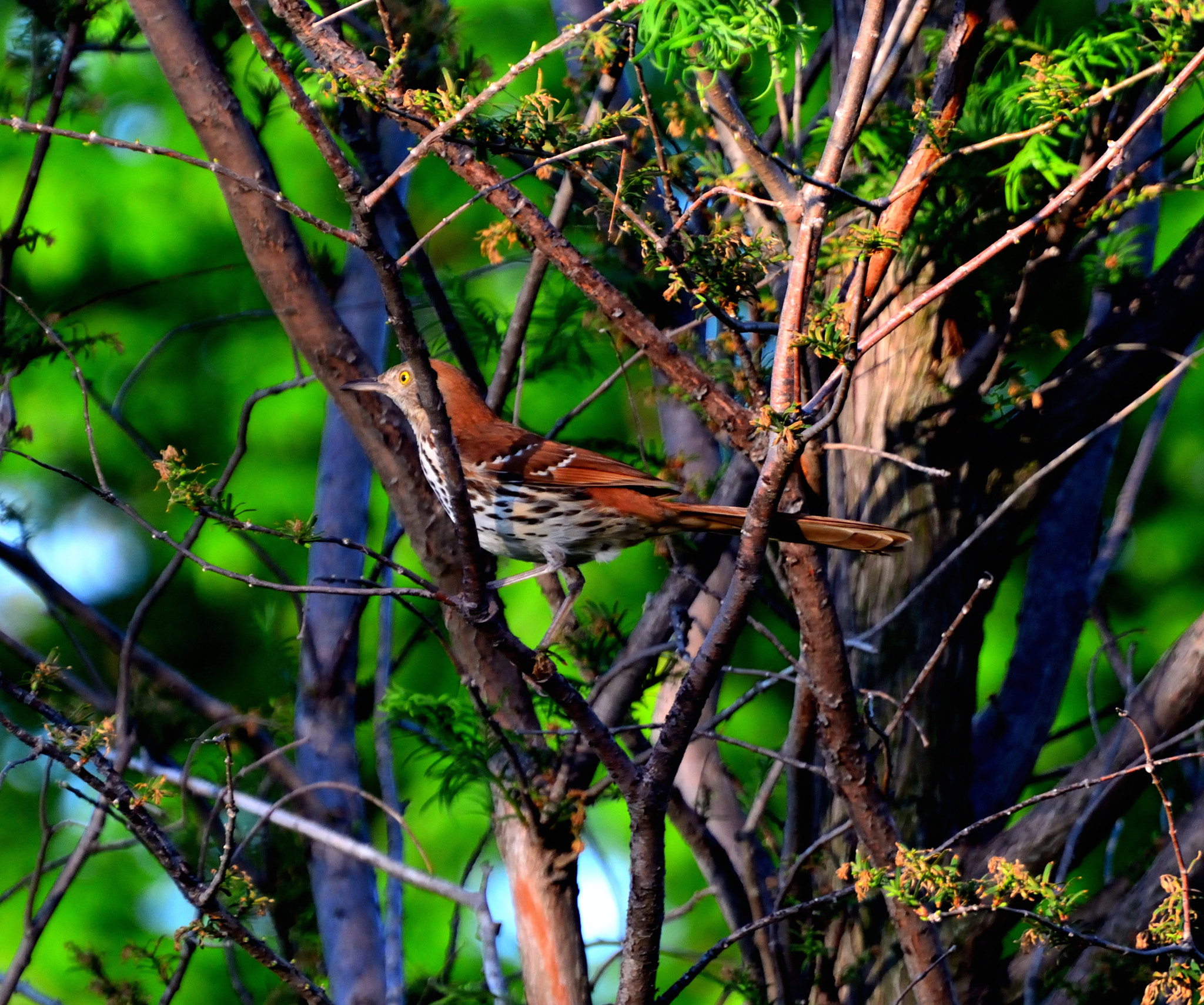 Nikon D5200 sample photo. Highlighted brown thrasher photography