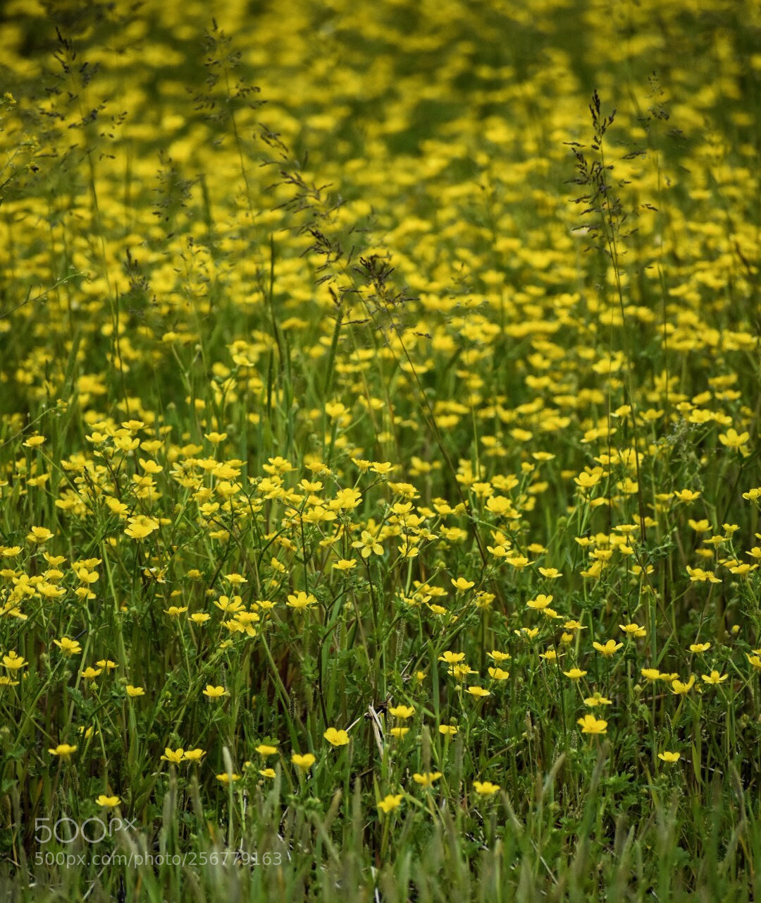 Nikon D3400 sample photo. Buttercups photography