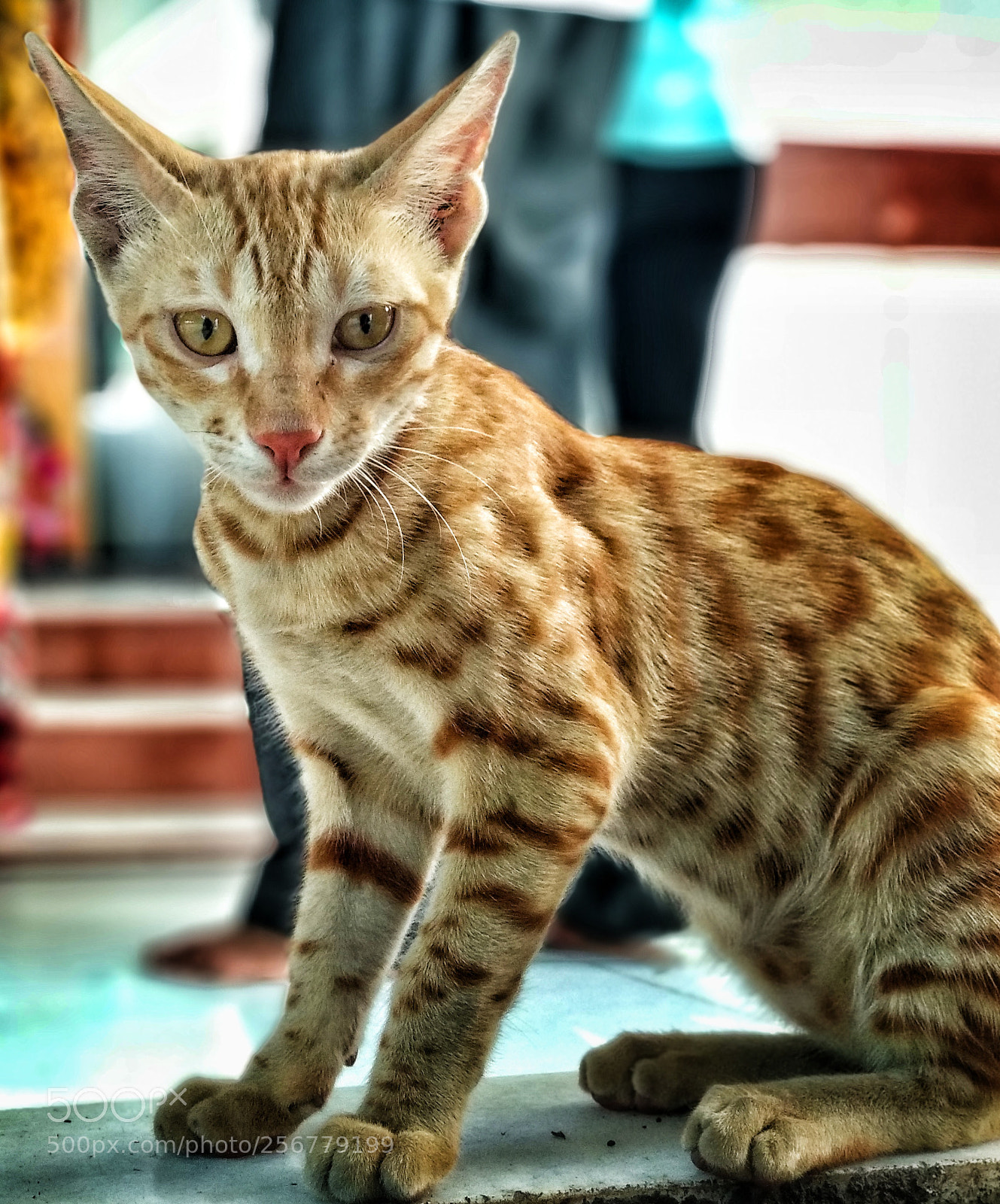 Xiaomi Mi A1 sample photo. Cat's eye photography