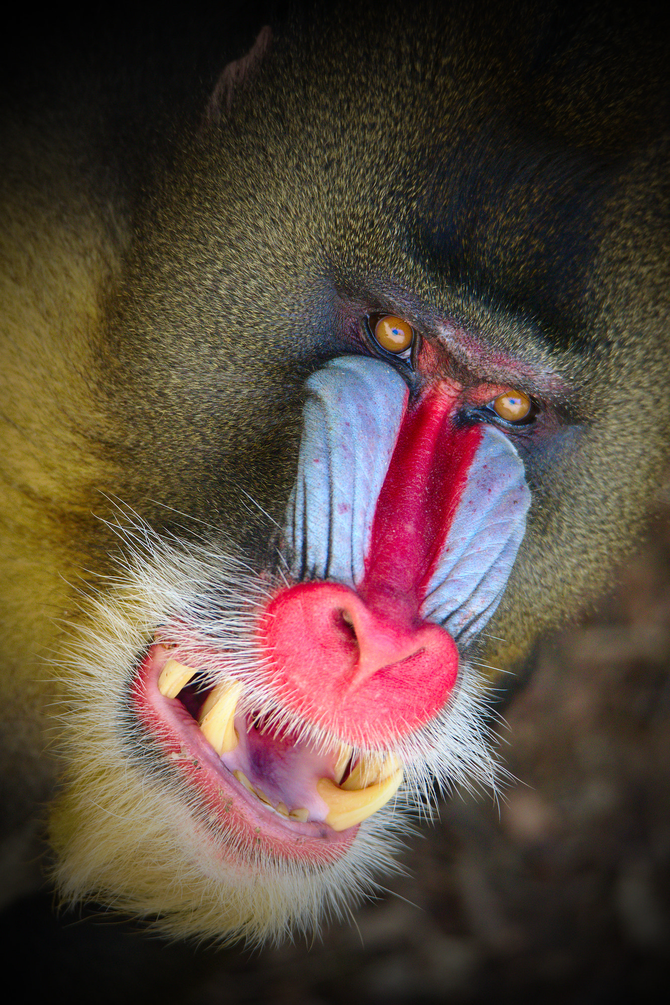 Canon EOS 6D Mark II sample photo. Mandrill photography