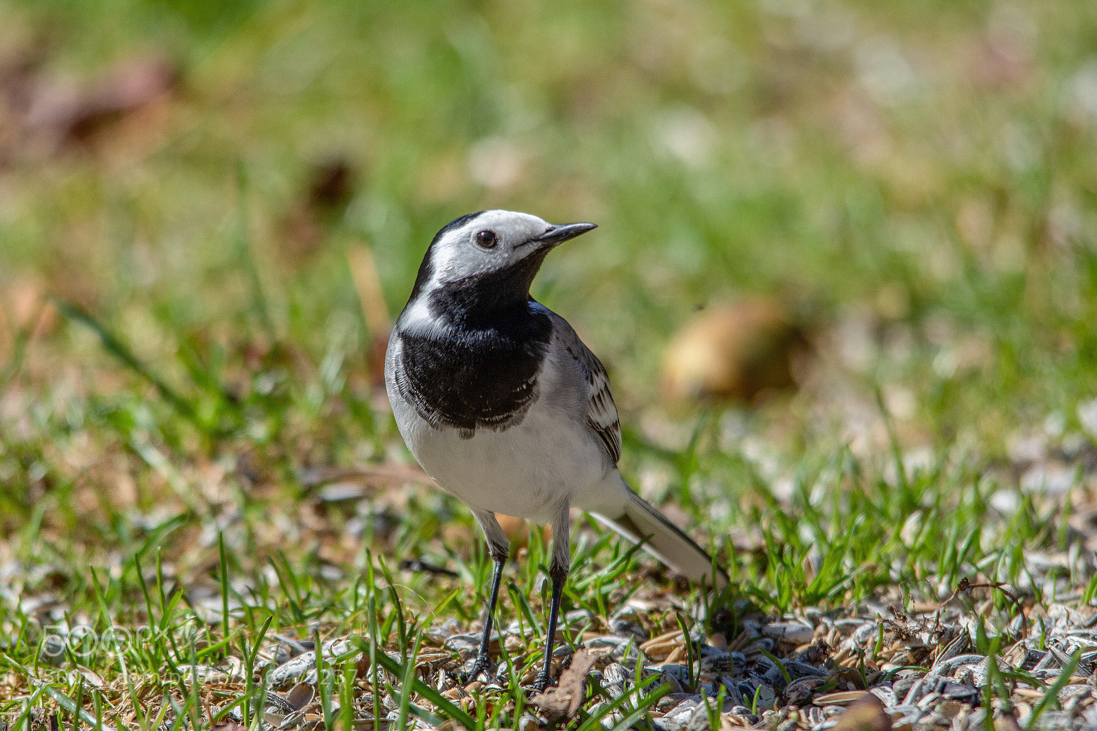 Nikon D7200 sample photo. Wagtail photography