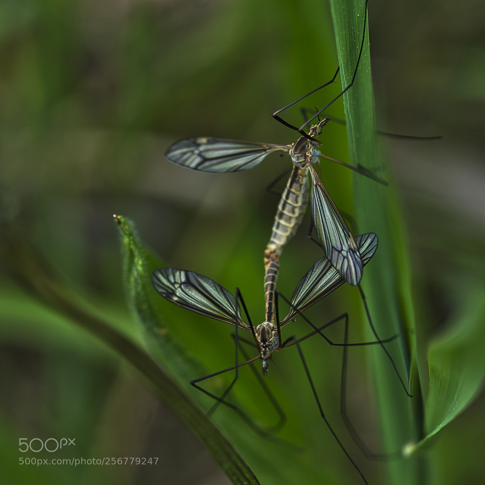 Sony ILCA-77M2 sample photo. Crane flies mating photography