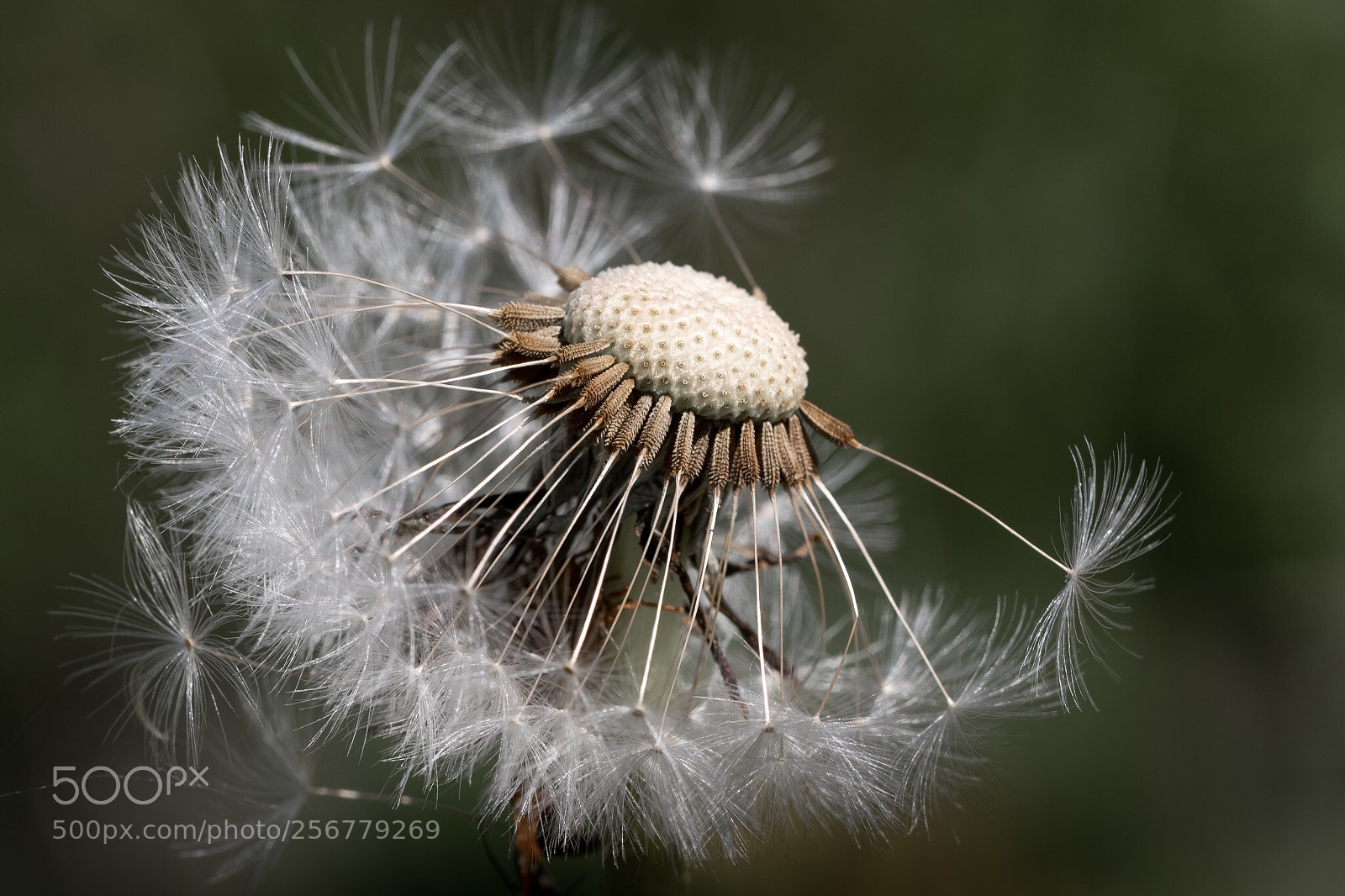 Canon EOS 7D Mark II sample photo. Dandelion photography