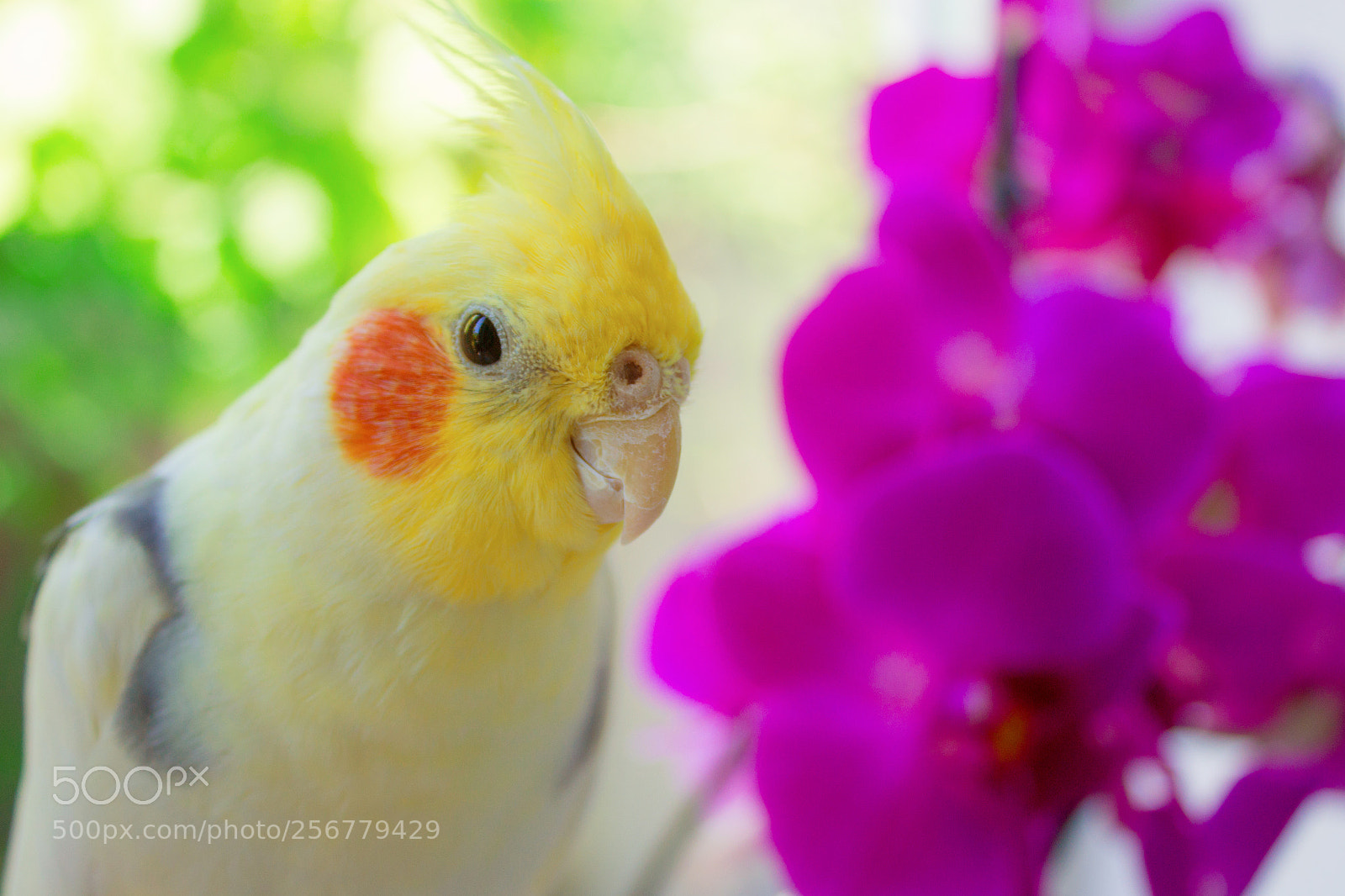 Canon EOS 1200D (EOS Rebel T5 / EOS Kiss X70 / EOS Hi) sample photo. Corella photography
