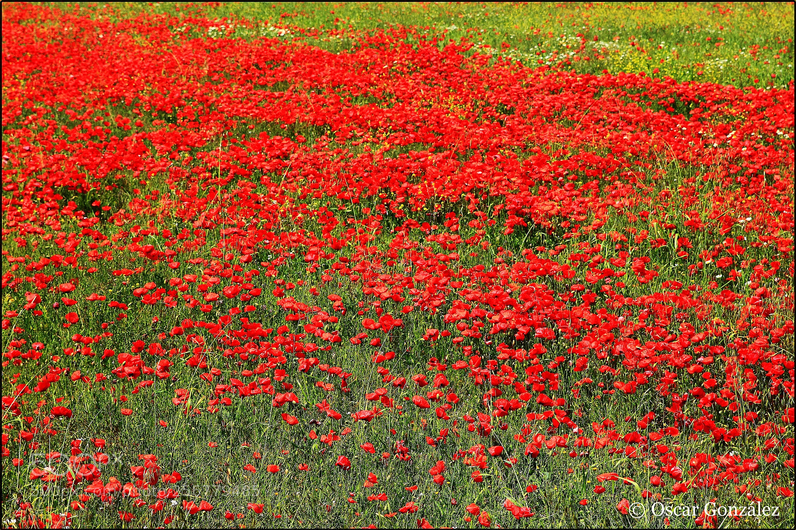 Canon EOS 7D sample photo. Rojo amapola. photography