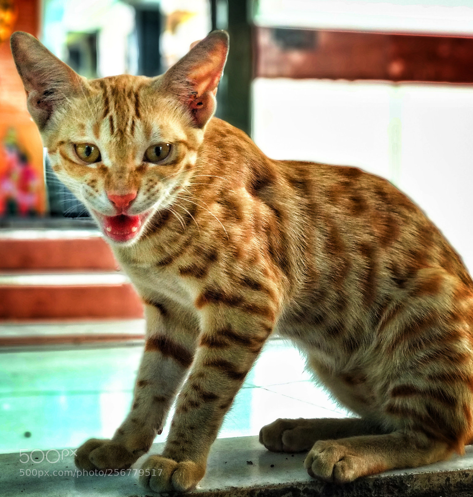 Xiaomi Mi A1 sample photo. Hostile glare! photography