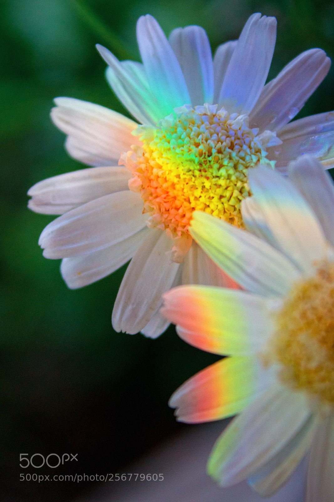 Canon EOS 1200D (EOS Rebel T5 / EOS Kiss X70 / EOS Hi) sample photo. Rainbow on the camomile photography