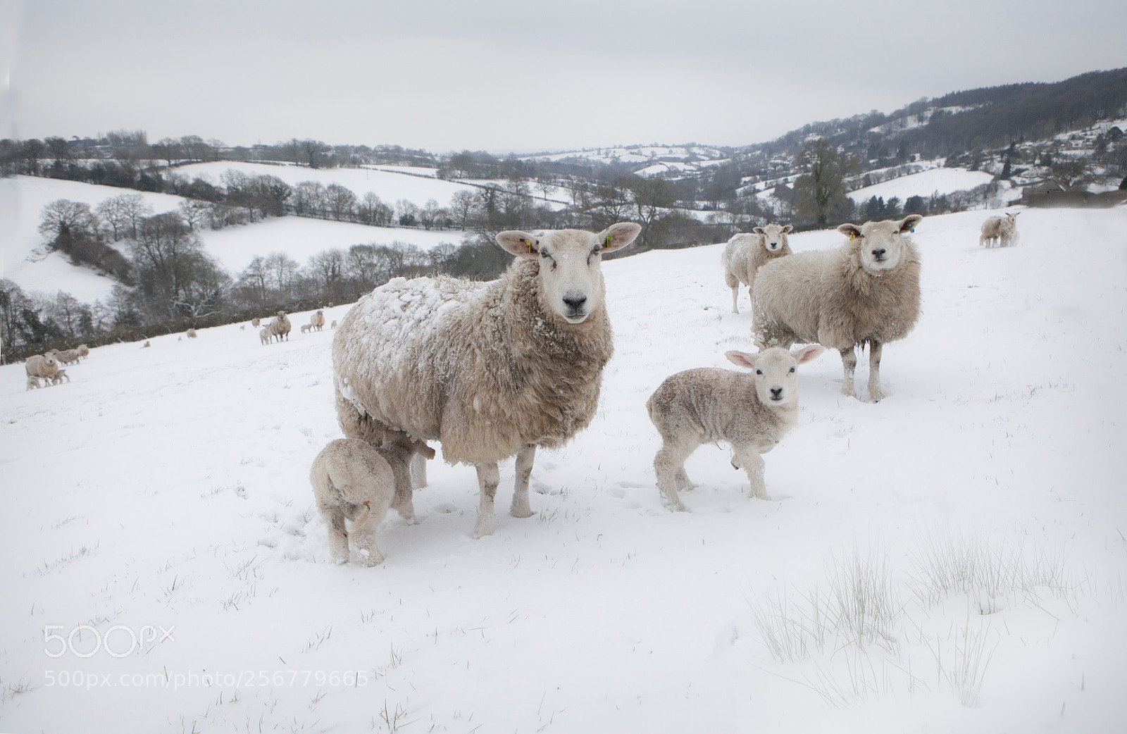 Canon EOS 5D Mark II sample photo. Sheep & lamb photography