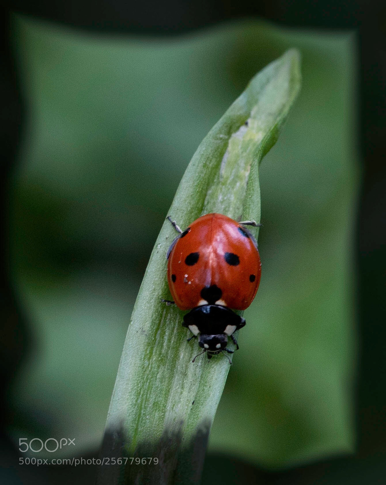 Nikon D810 sample photo. Ladybird at delaval photography