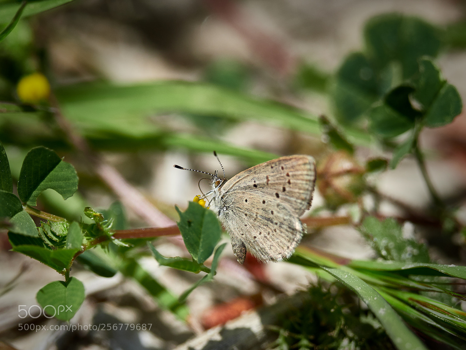 Olympus OM-D E-M1 Mark II sample photo. Butterfly photography