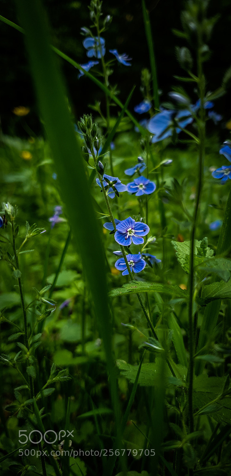 Samsung Galaxy S9+ sample photo. Untitled photography