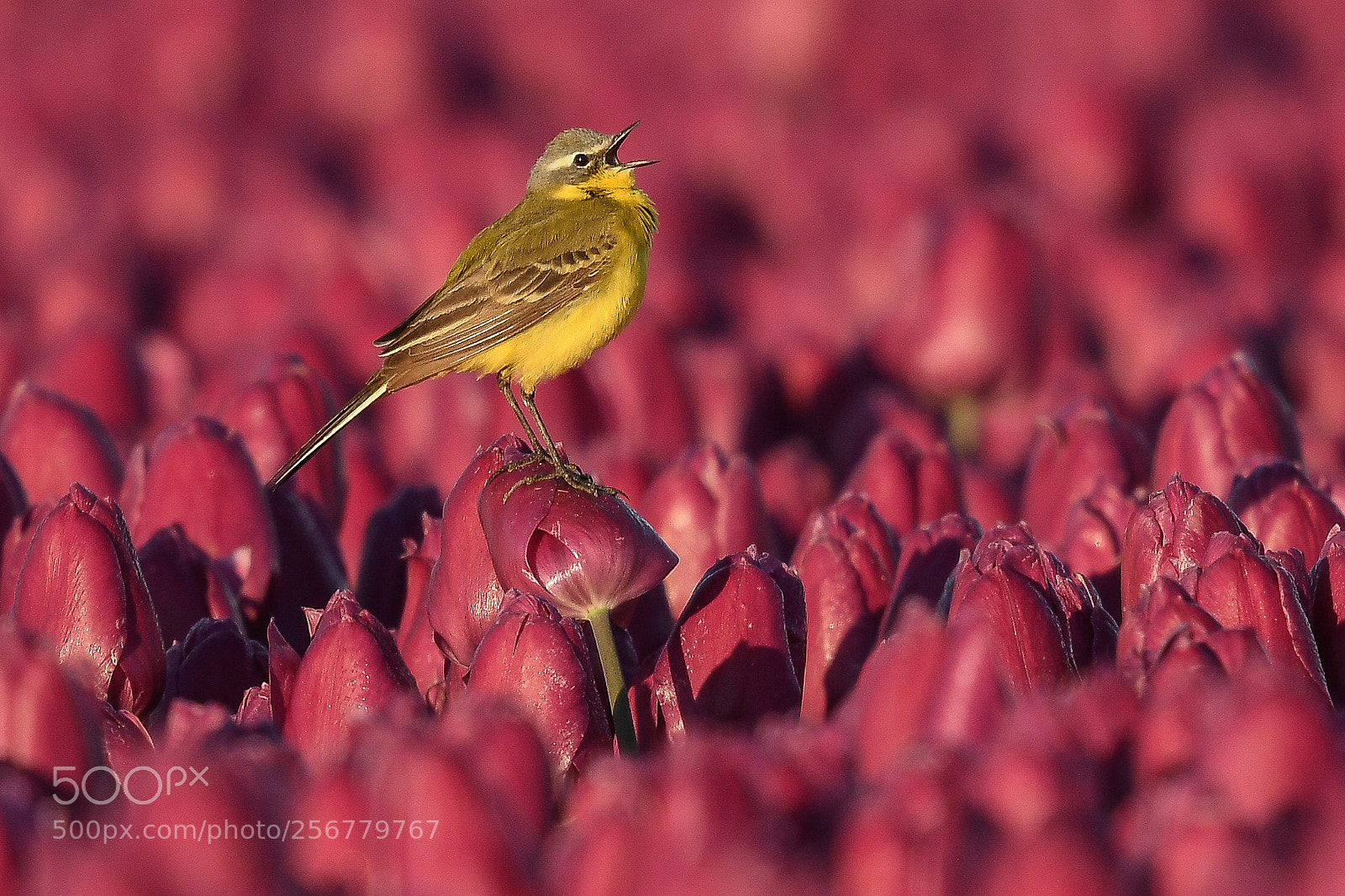 Nikon D500 sample photo. Singing grey wagtail in photography