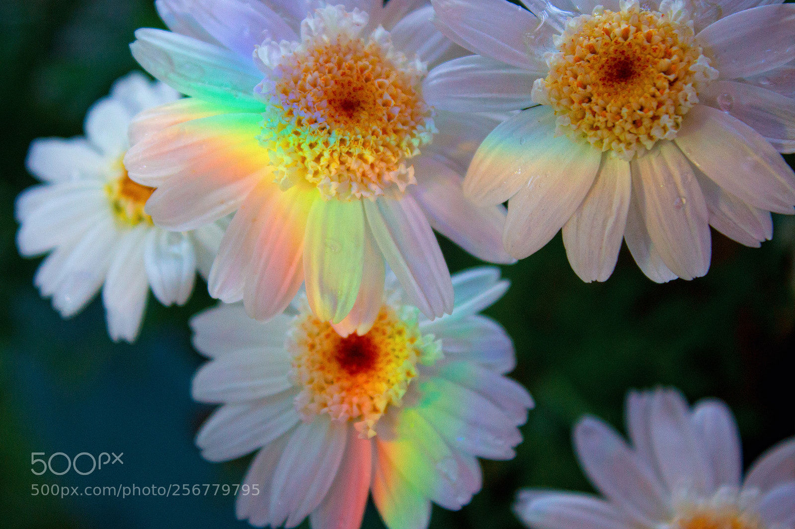 Canon EOS 1200D (EOS Rebel T5 / EOS Kiss X70 / EOS Hi) sample photo. Rainbow on the camomile photography