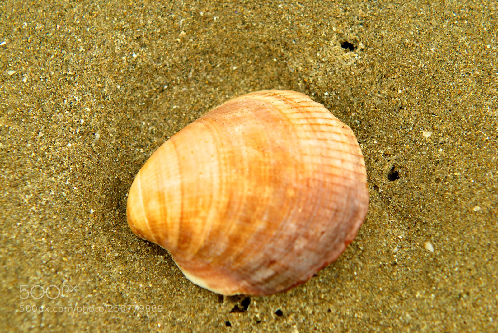 Nikon D60 sample photo. Version photography