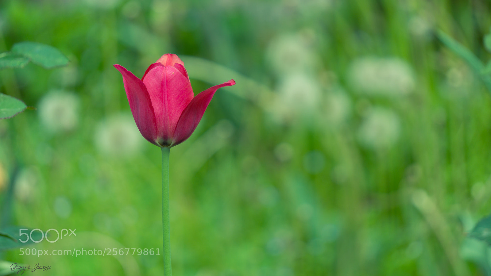 Sony a6000 sample photo. Lonely tulip photography