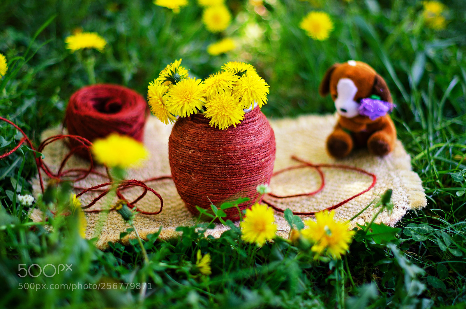 Nikon D7000 sample photo. Just spring flower photography