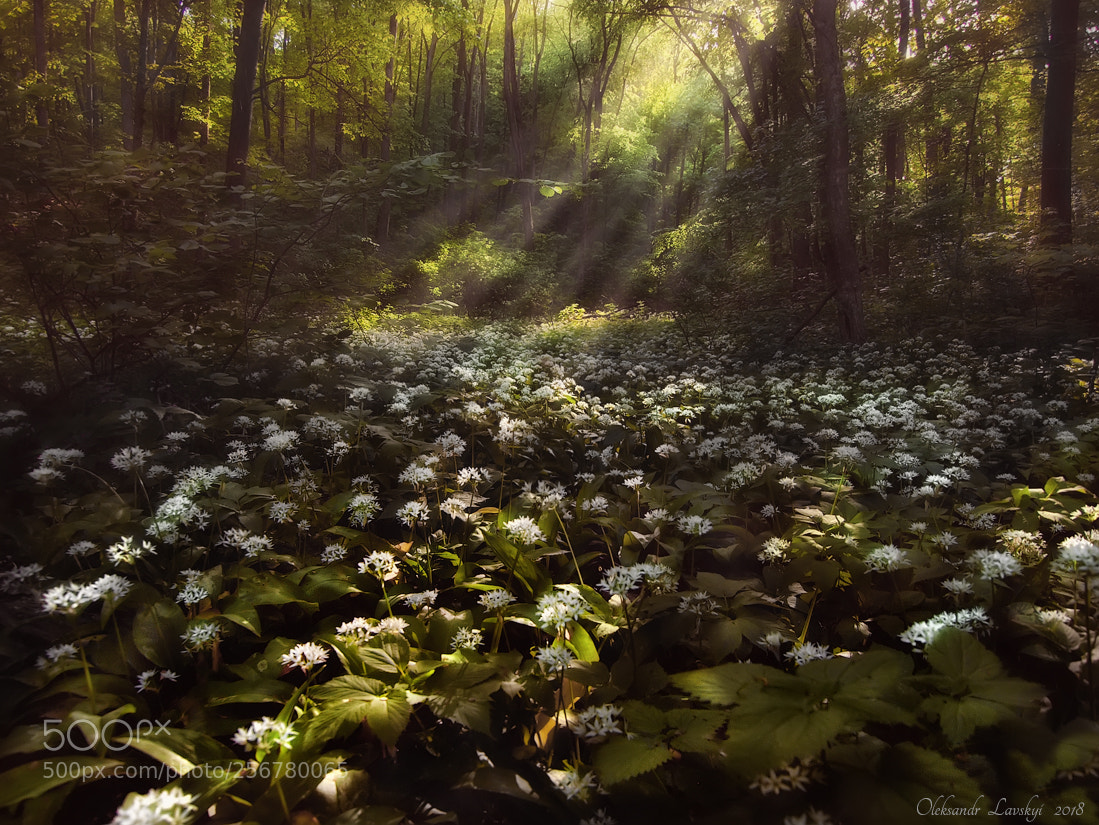 Olympus E-3 sample photo. Enchanted forest photography