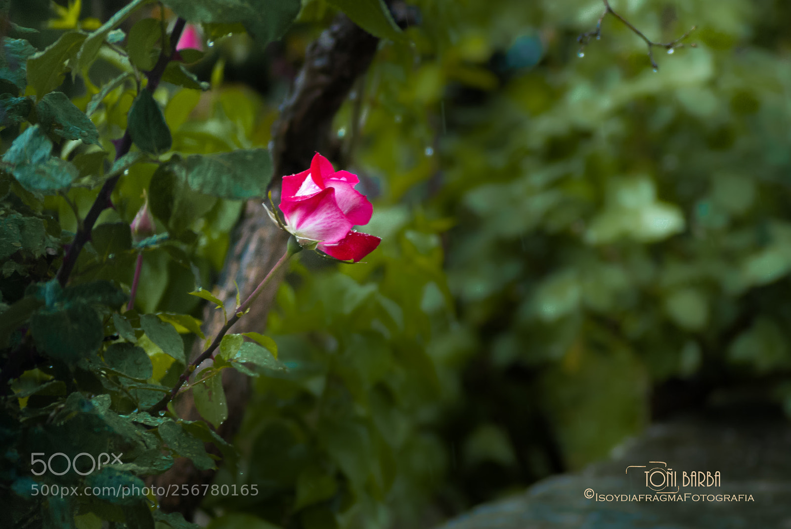 Nikon D80 sample photo. Untitled photography