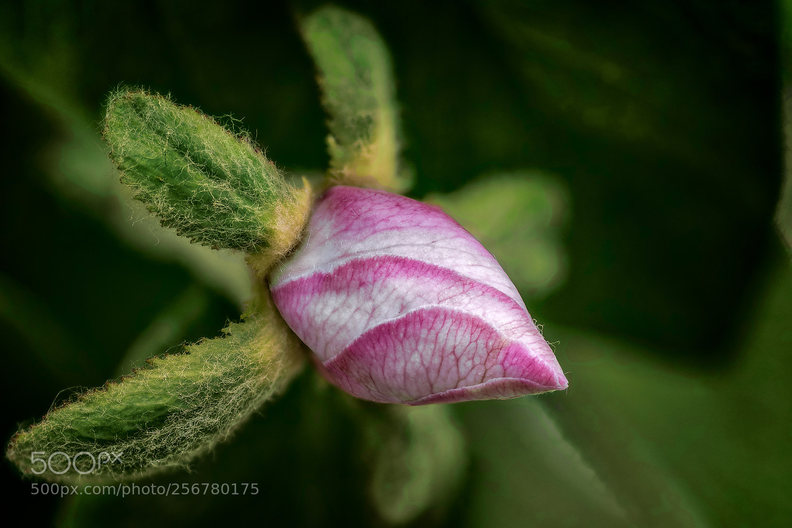 Nikon D7500 sample photo. Flor membrillo photography