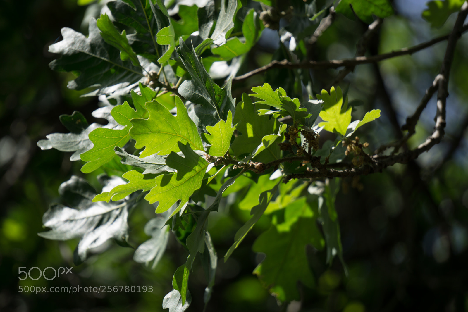 Sony a6000 sample photo. Calabasas oak # 1 photography