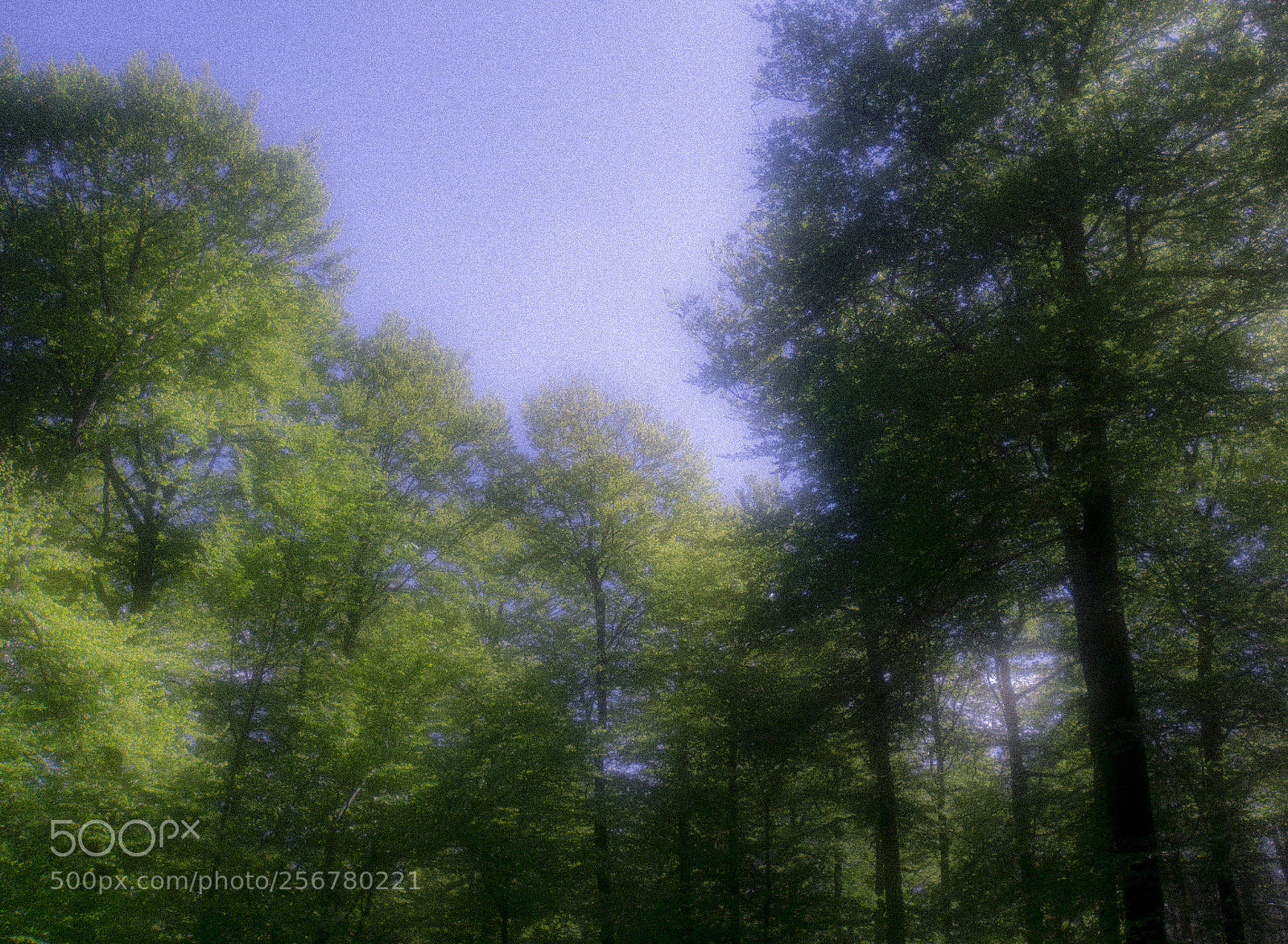 Sony a6000 sample photo. Greenery photography