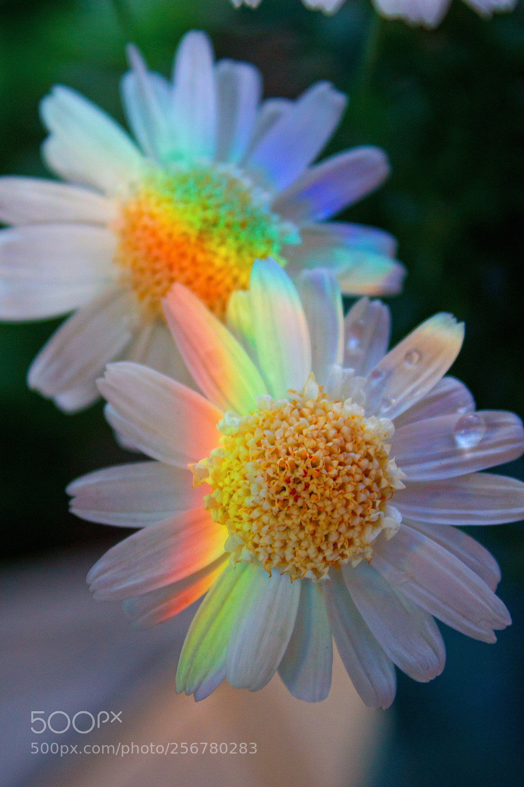 Canon EOS 1200D (EOS Rebel T5 / EOS Kiss X70 / EOS Hi) sample photo. Rainbow on the camomile photography