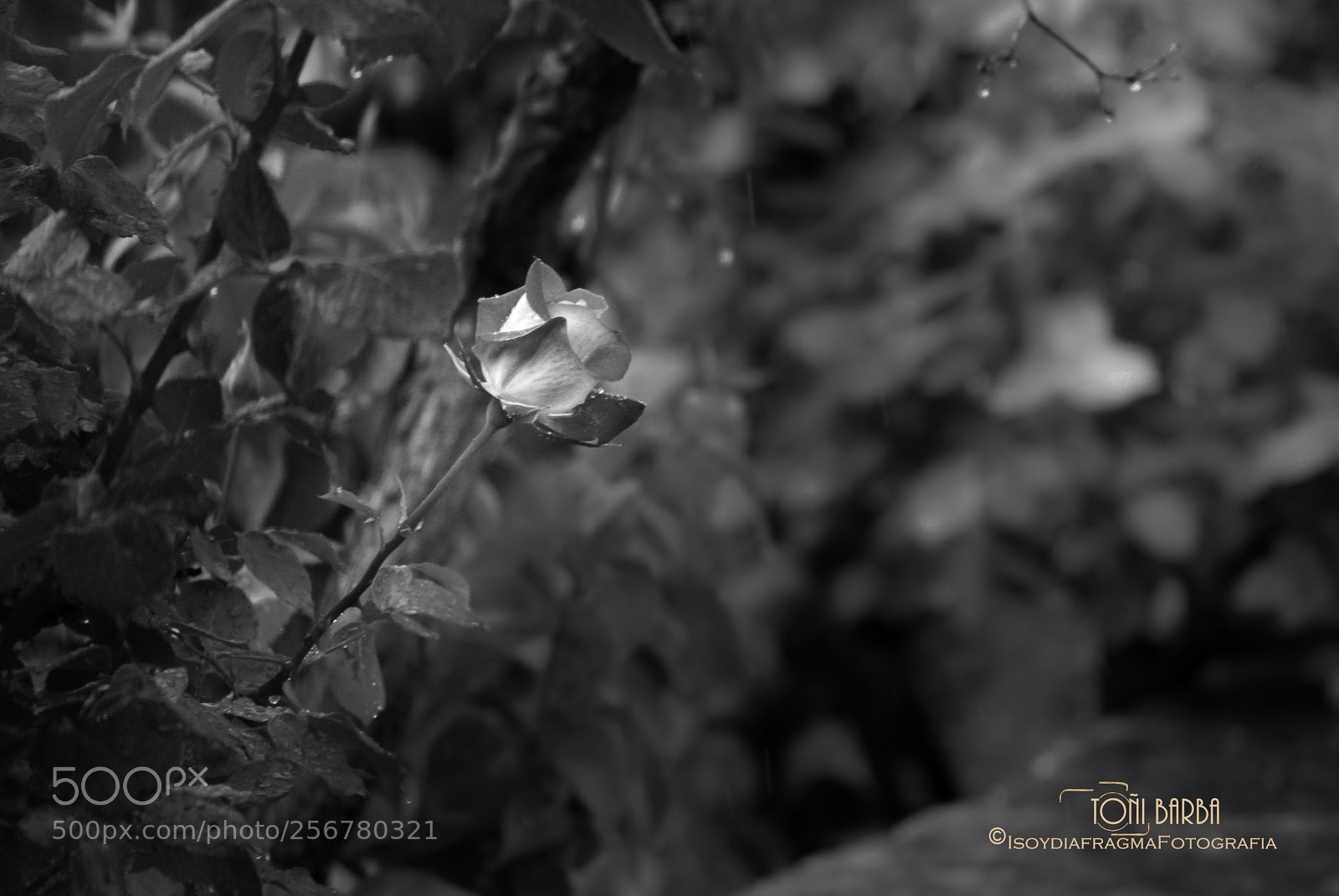 Nikon D80 sample photo. Untitled photography