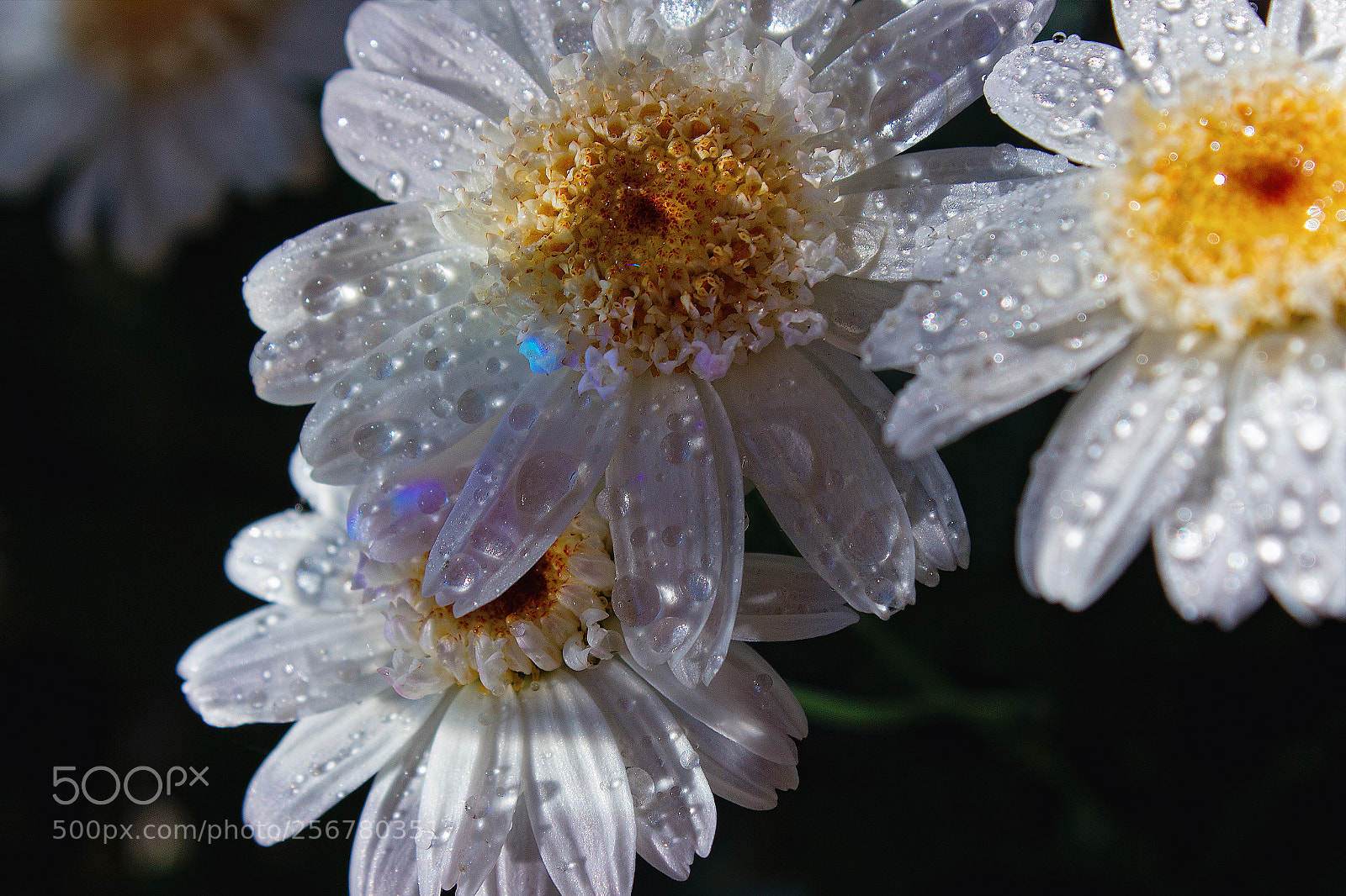 Canon EOS 1200D (EOS Rebel T5 / EOS Kiss X70 / EOS Hi) sample photo. Rain drops on the photography