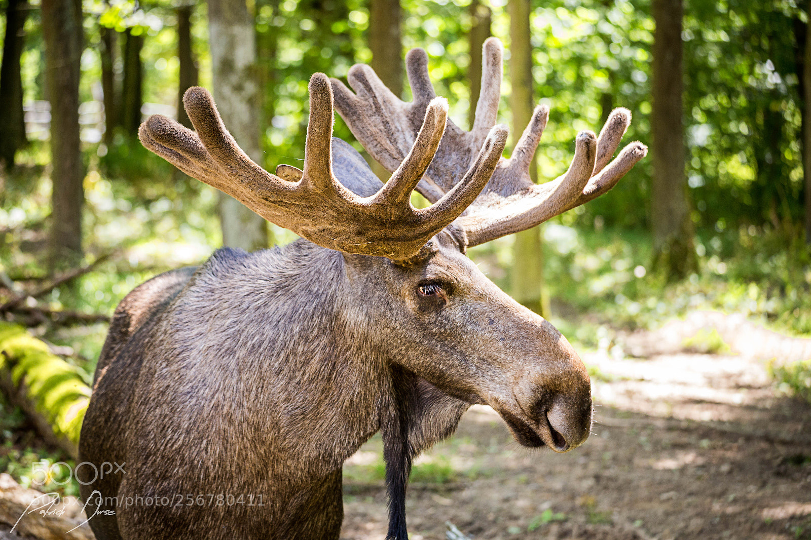 Canon EOS 6D sample photo. Moose photography