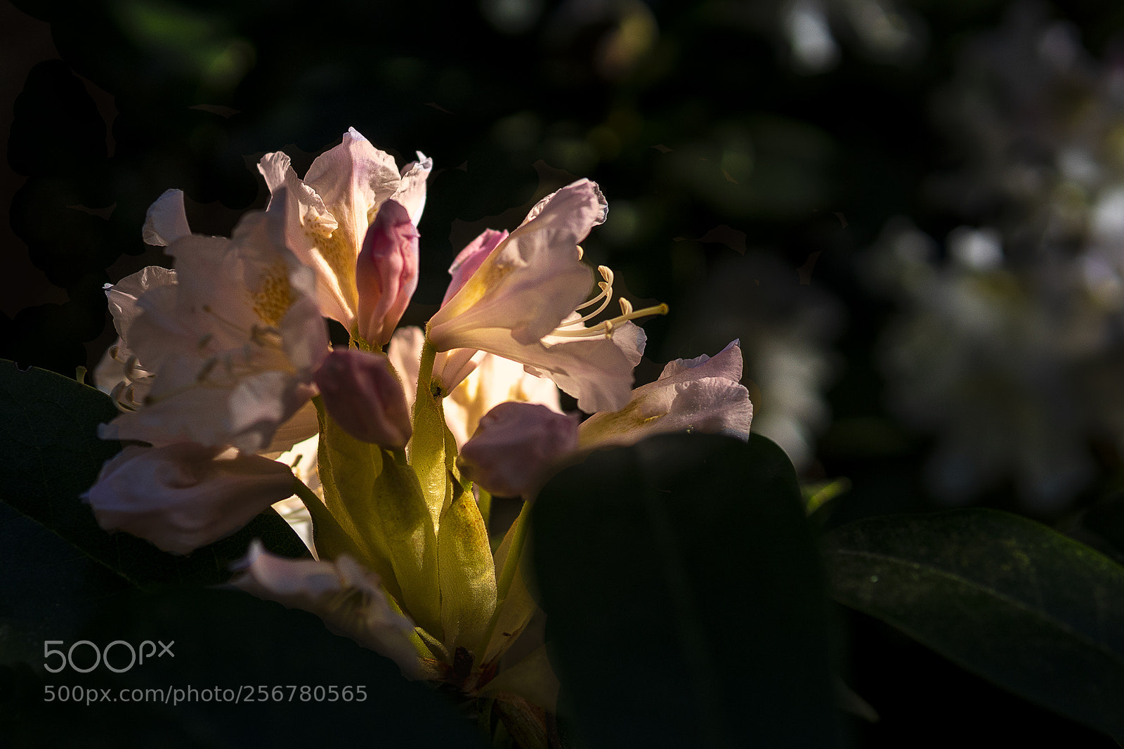 Sony a6500 sample photo. Rhododendronblüten photography