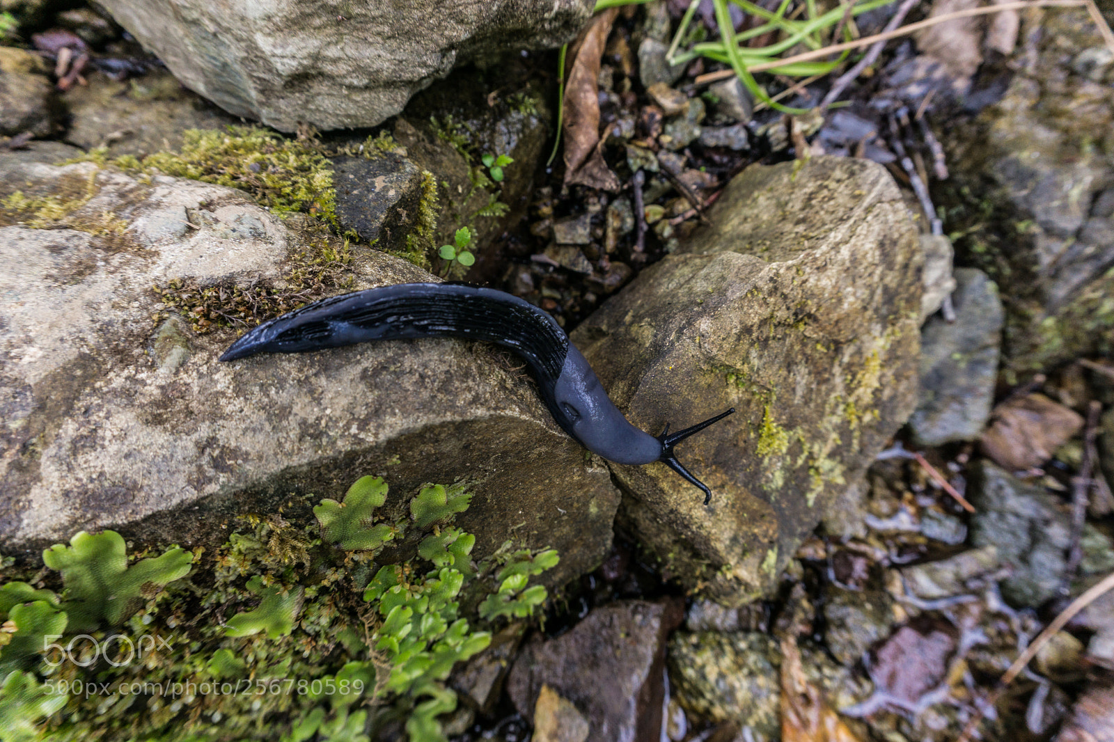 Sony a6000 sample photo. That little snail. photography