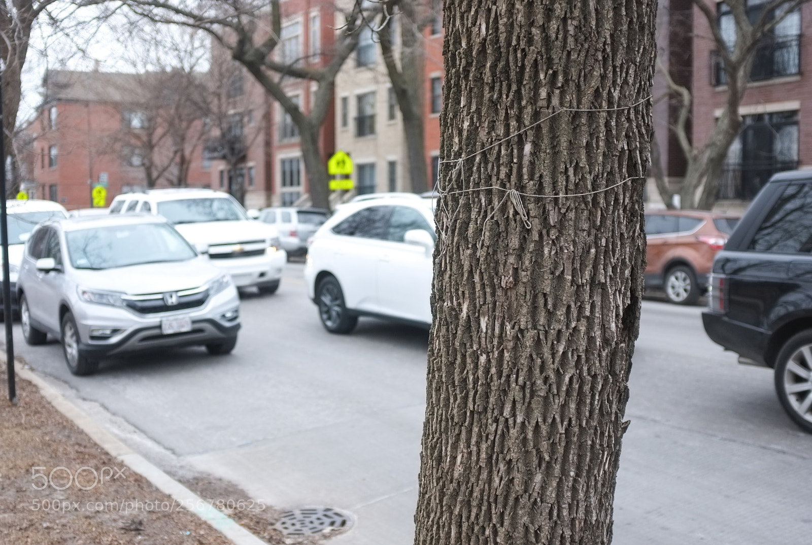 Fujifilm FinePix X100 sample photo. String tree 1 photography