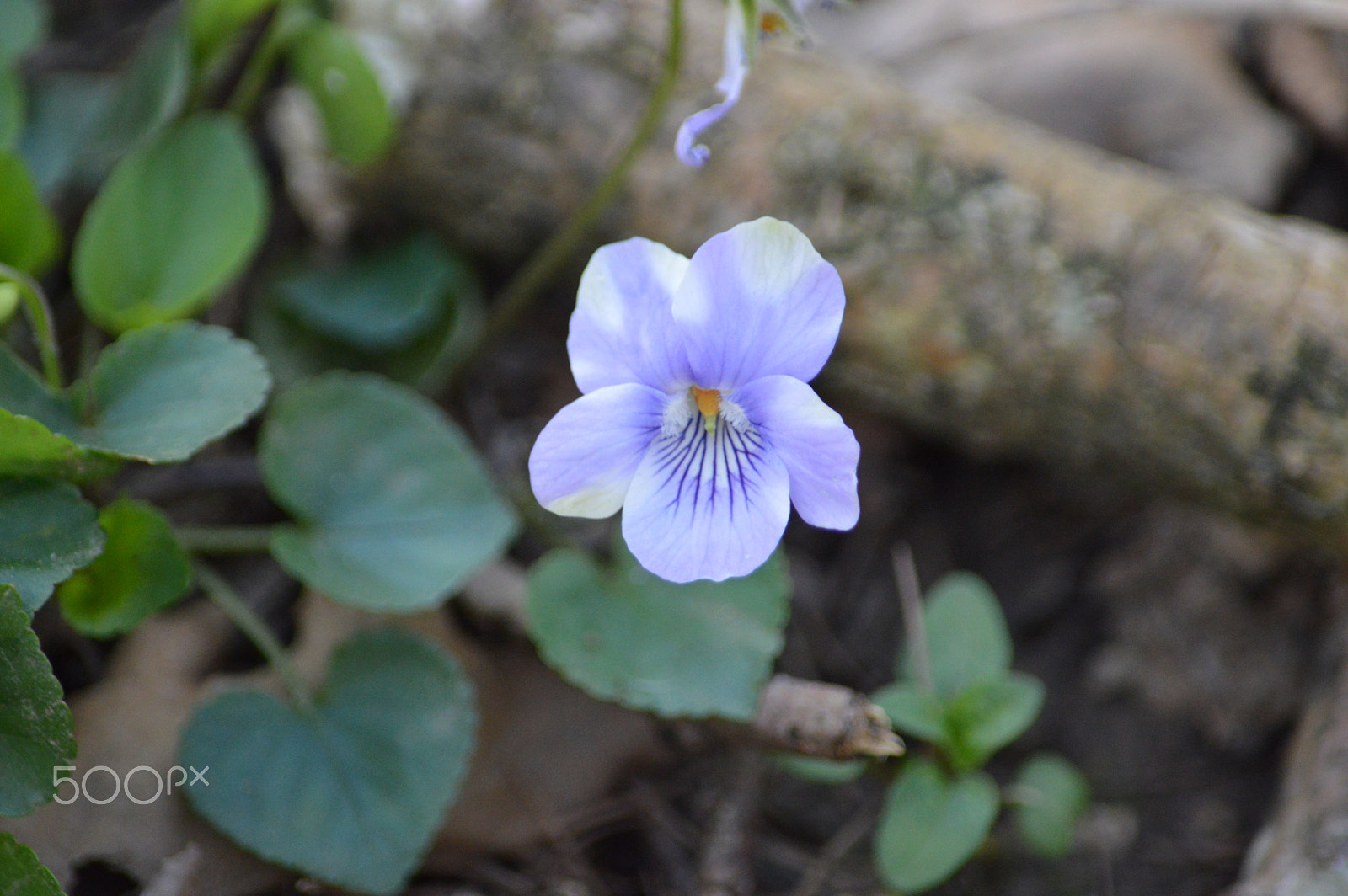Nikon D3200 sample photo. Dsc photography