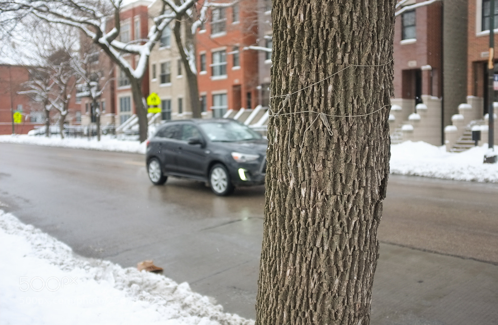 Fujifilm FinePix X100 sample photo. String tree 2 photography