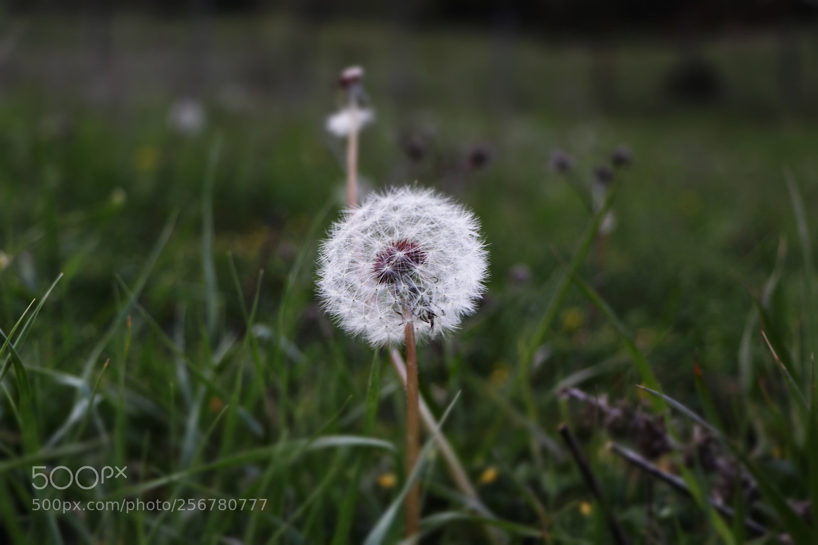 Canon EOS 80D sample photo. Crying dandelion photography