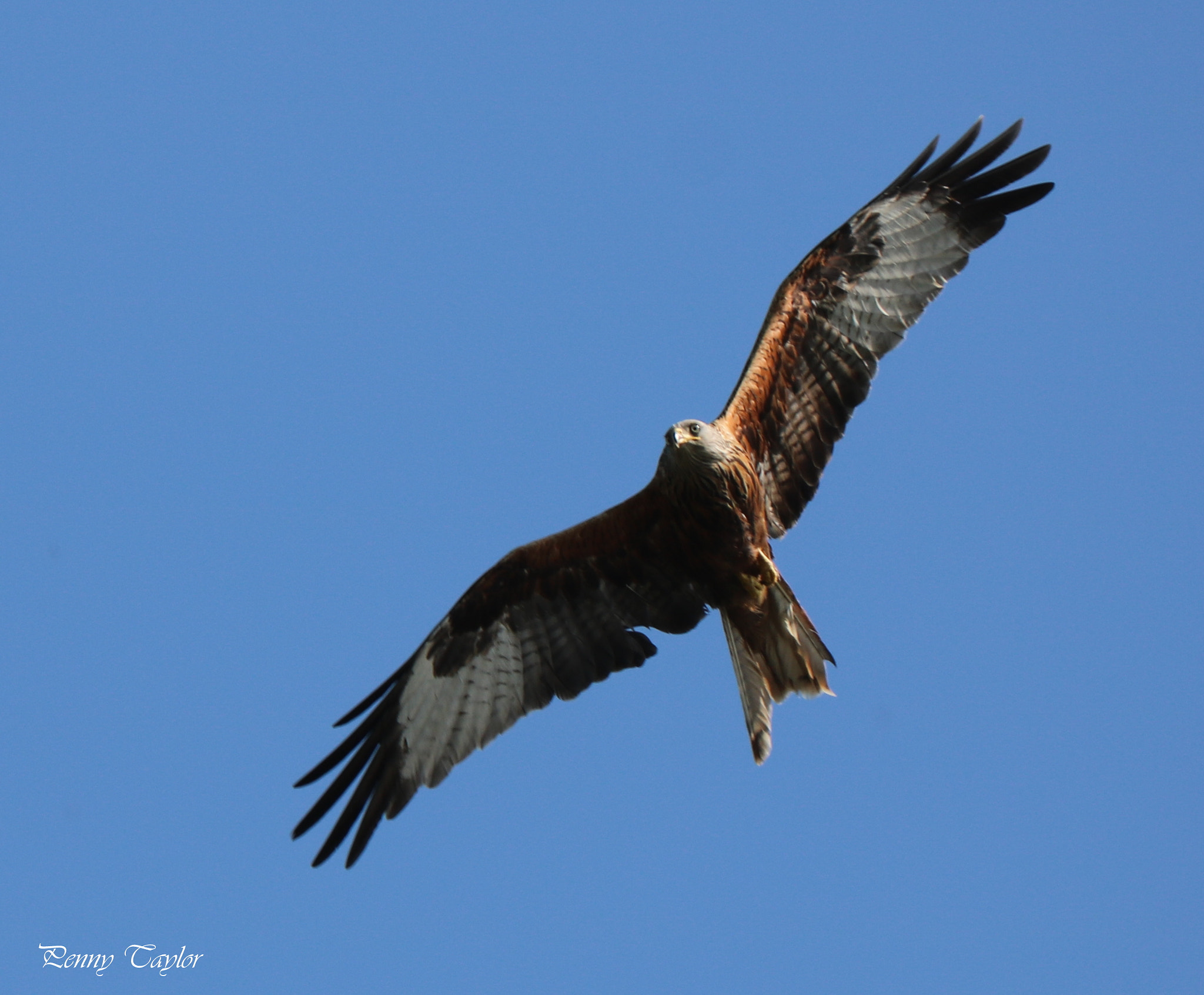 Canon EF 70-300 F4-5.6 IS II USM sample photo. Red kite photography